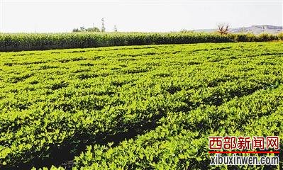 榆林这个长寿村80岁以上老人有40多人