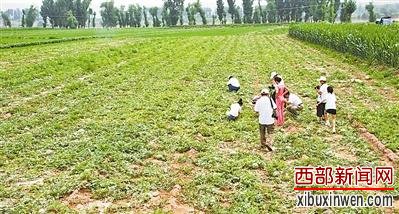 榆林这个长寿村80岁以上老人有40多人